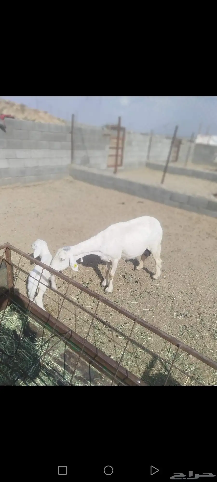 شاه صنف والد عليها خروف طول جرم وشعره . نظيف شرط. 0