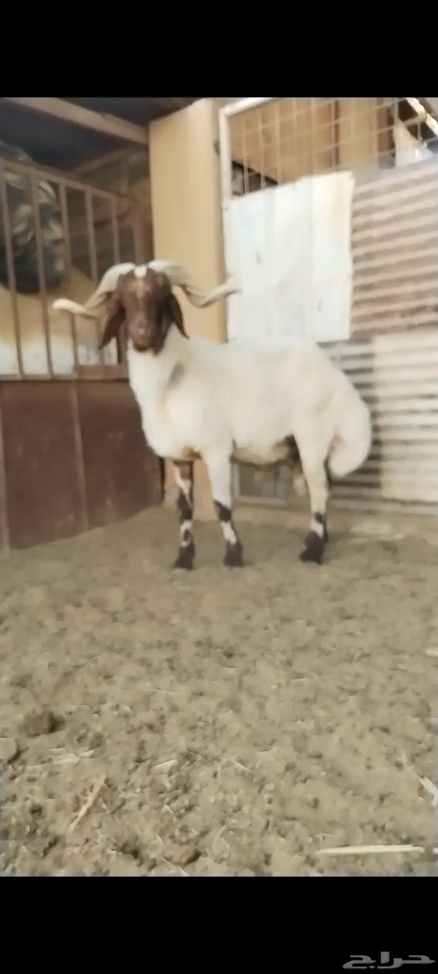 فحل نعيمي 0