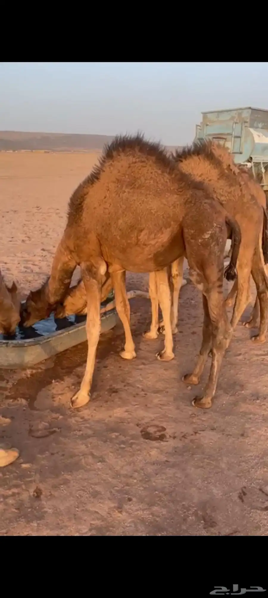قعدان للبيع 2