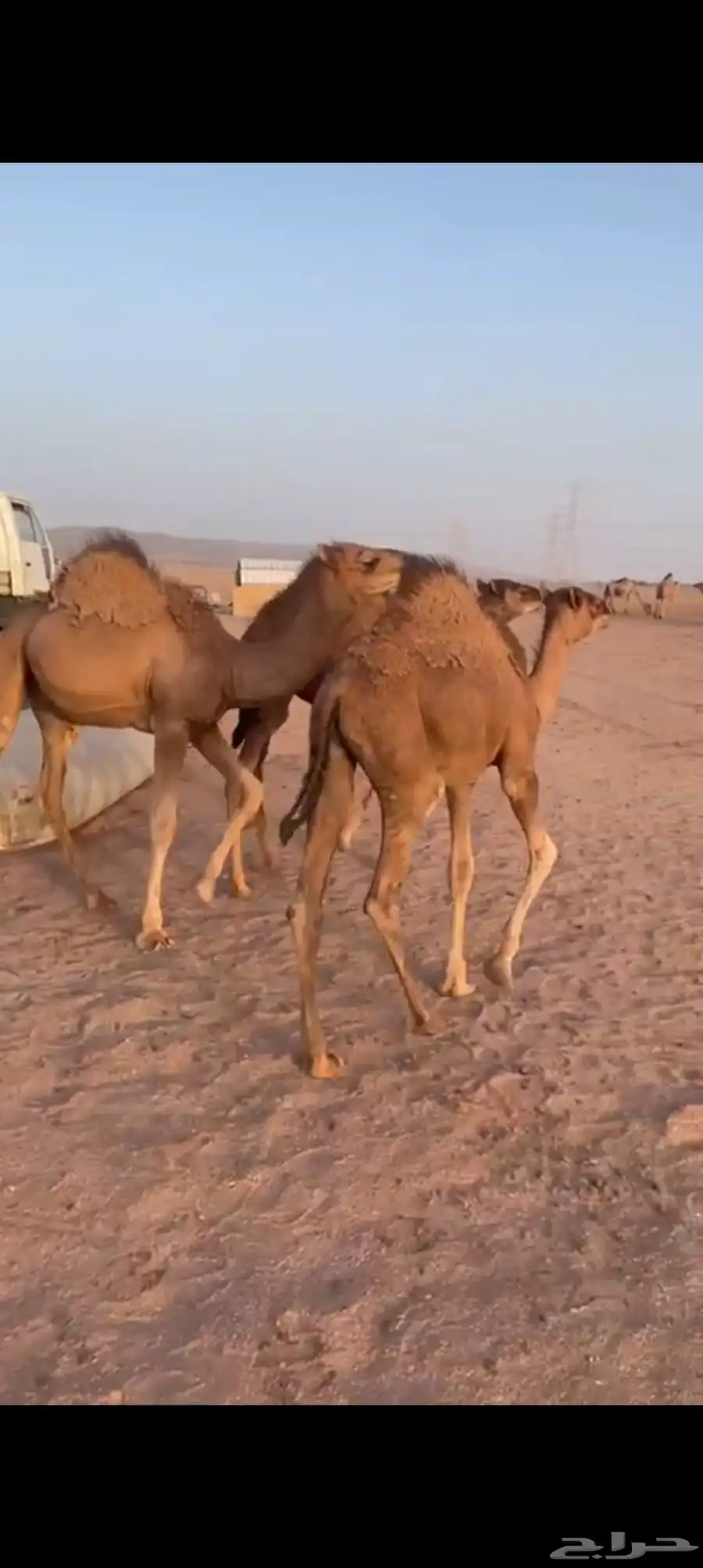 قعدان للبيع 0