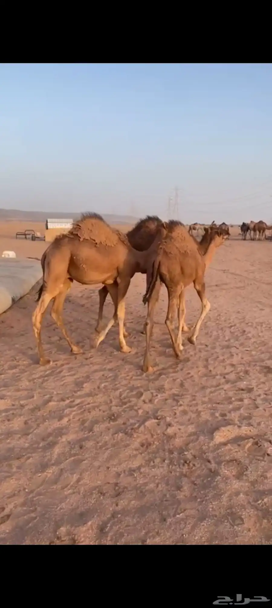 قعدان للبيع 6