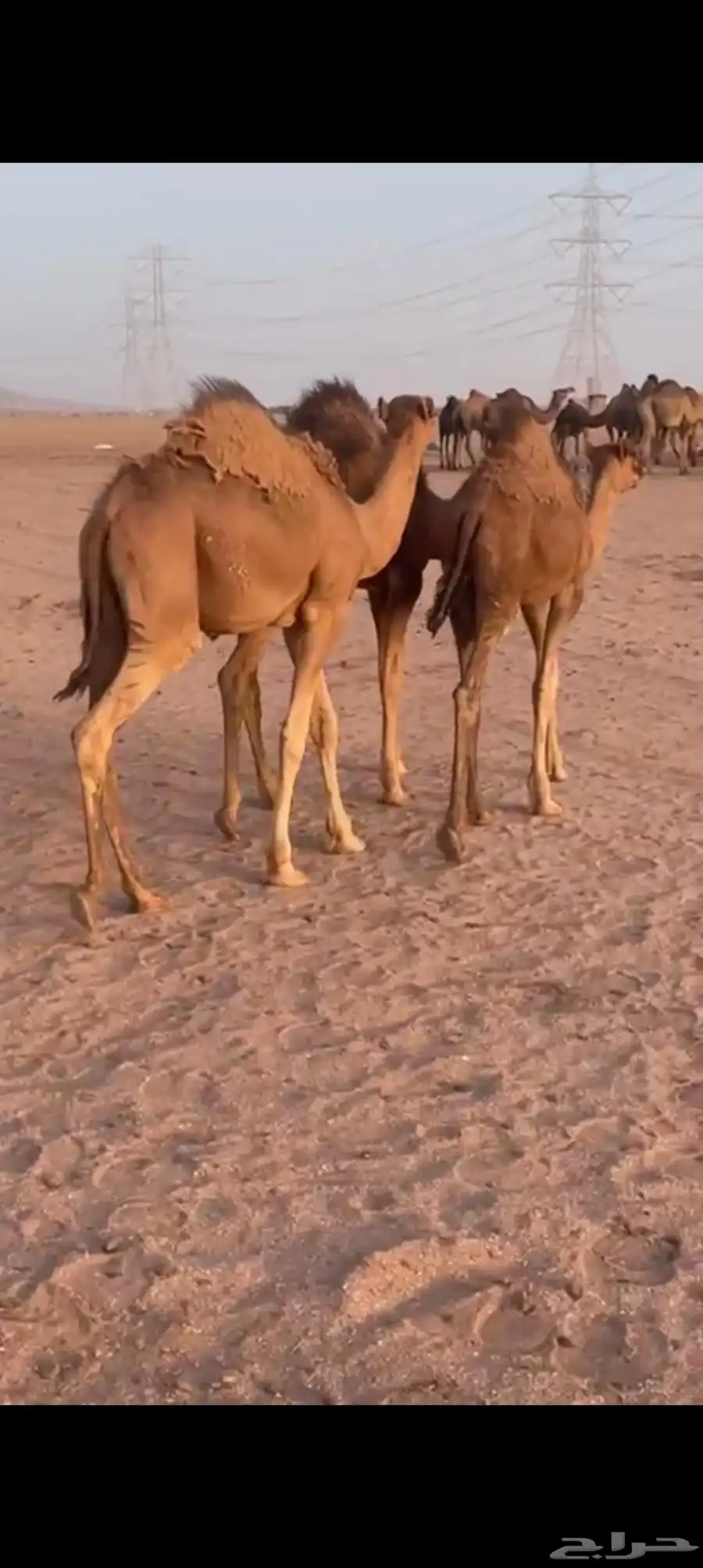قعدان للبيع 5