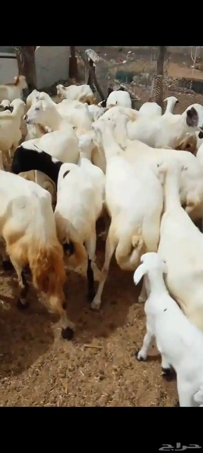 ضأن رفيدي أكبر جرم العدد 40 مناتيج 2