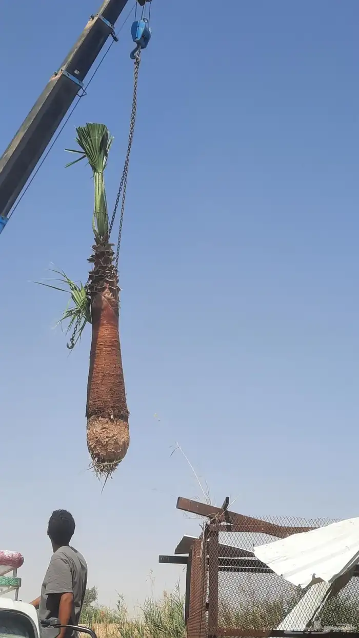 نخيل واشنطني أمريكي زينه 3