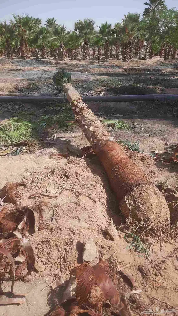 نخيل واشنطني أمريكي زينه 1