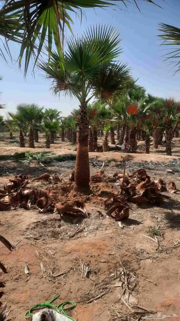 نخيل واشنطني أمريكي زينه 0