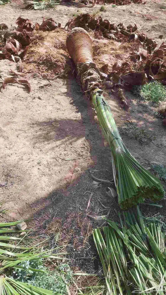 نخيل واشنطني أمريكي زينه 2