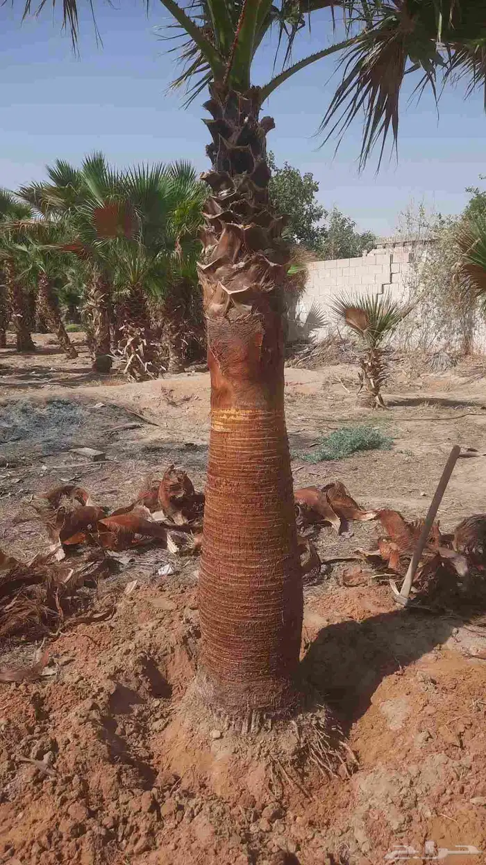 نخيل واشنطني أمريكي زينه 4