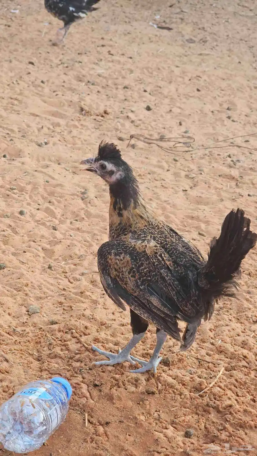 دجاج للبيع 0