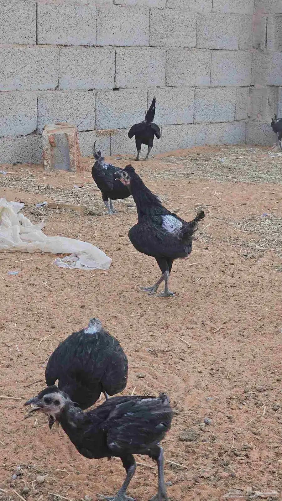 دجاج للبيع 1