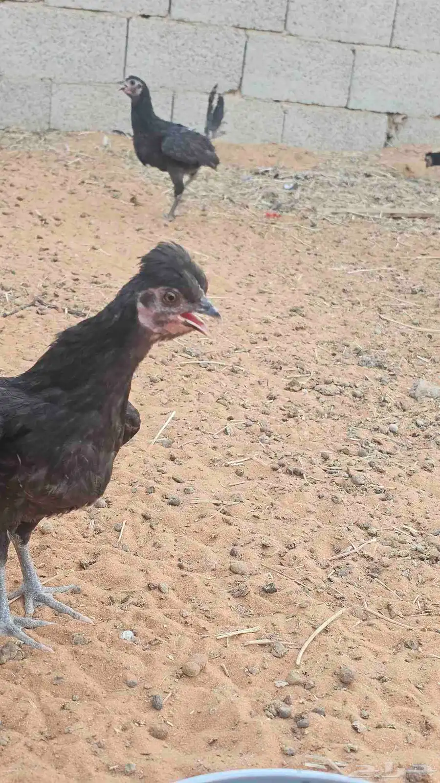دجاج للبيع 2