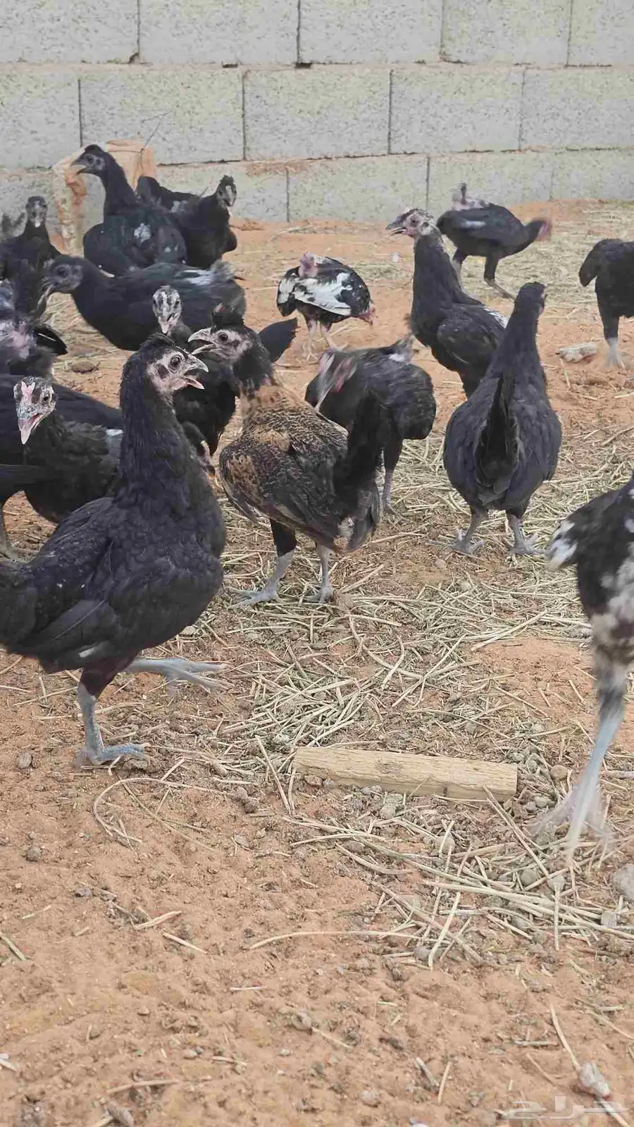 دجاج للبيع 6