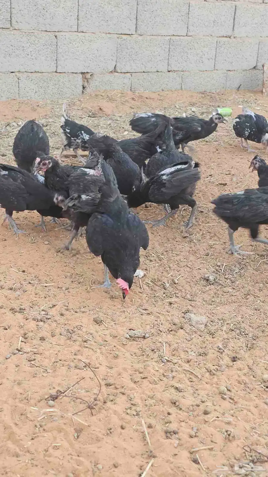 دجاج للبيع 5