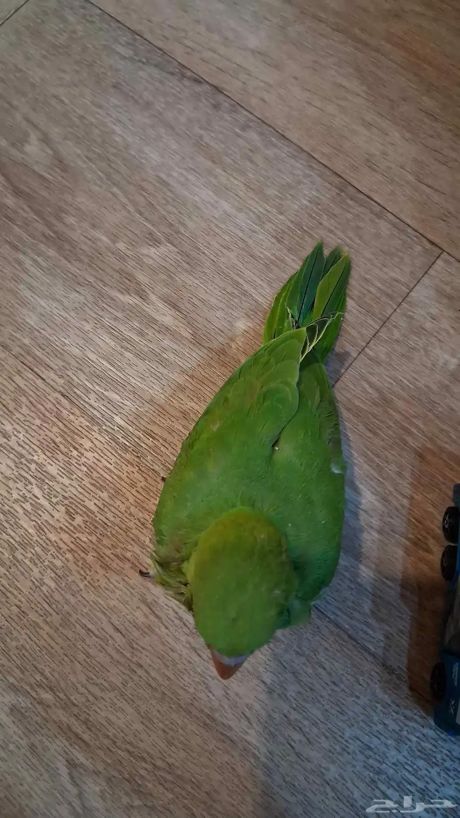فرخ ببغاء دره 4