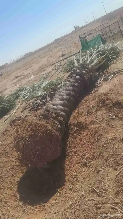 فسايل ونخيل بجميع أنواعها 0
