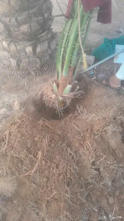 فسايل ونخيل بجميع أنواعها 3