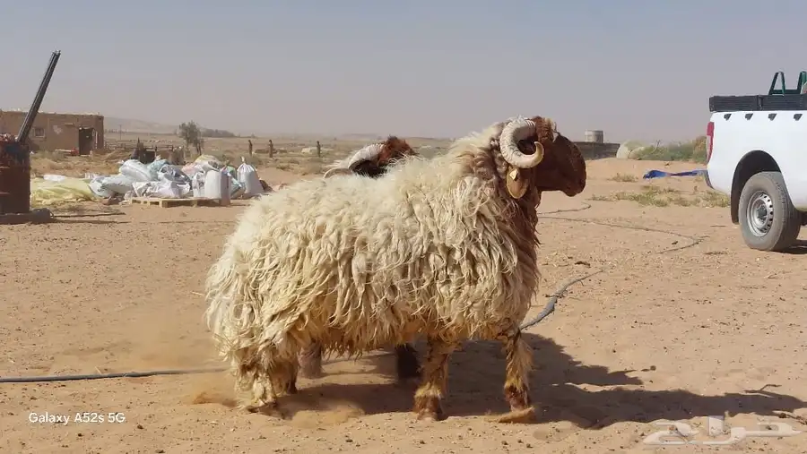 فحول نعيم صنف وطيبة 3