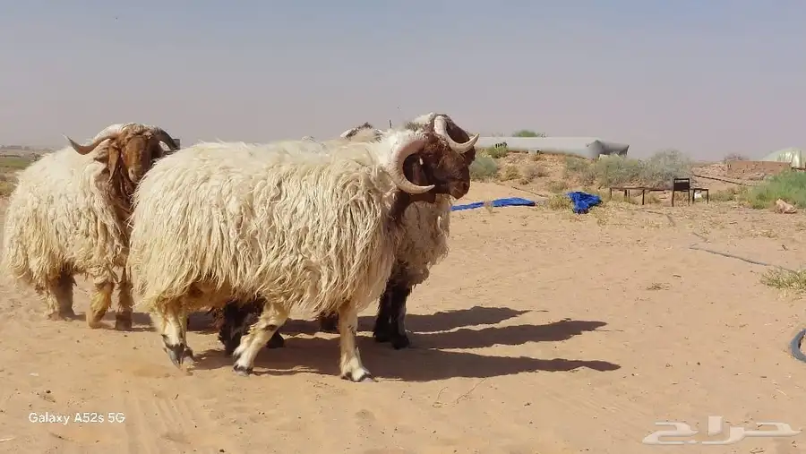 فحول نعيم صنف وطيبة 2