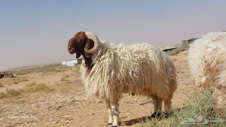 فحول نعيم صنف وطيبة 1
