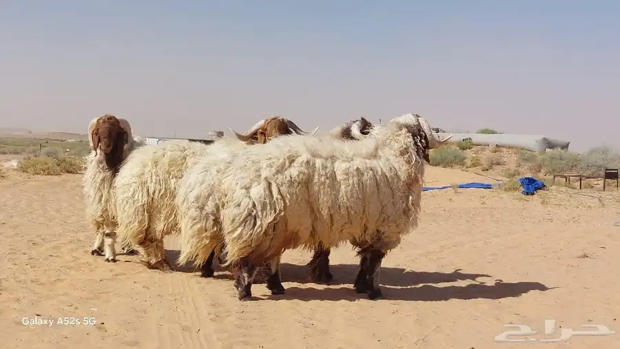 فحول نعيم صنف وطيبة 0