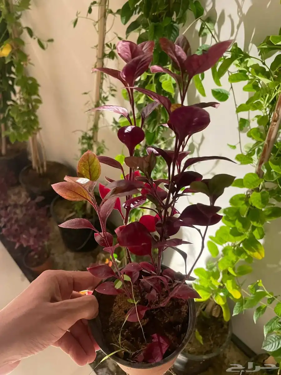 المشتل أشجار طبيعيه وعشب طبيعي 8