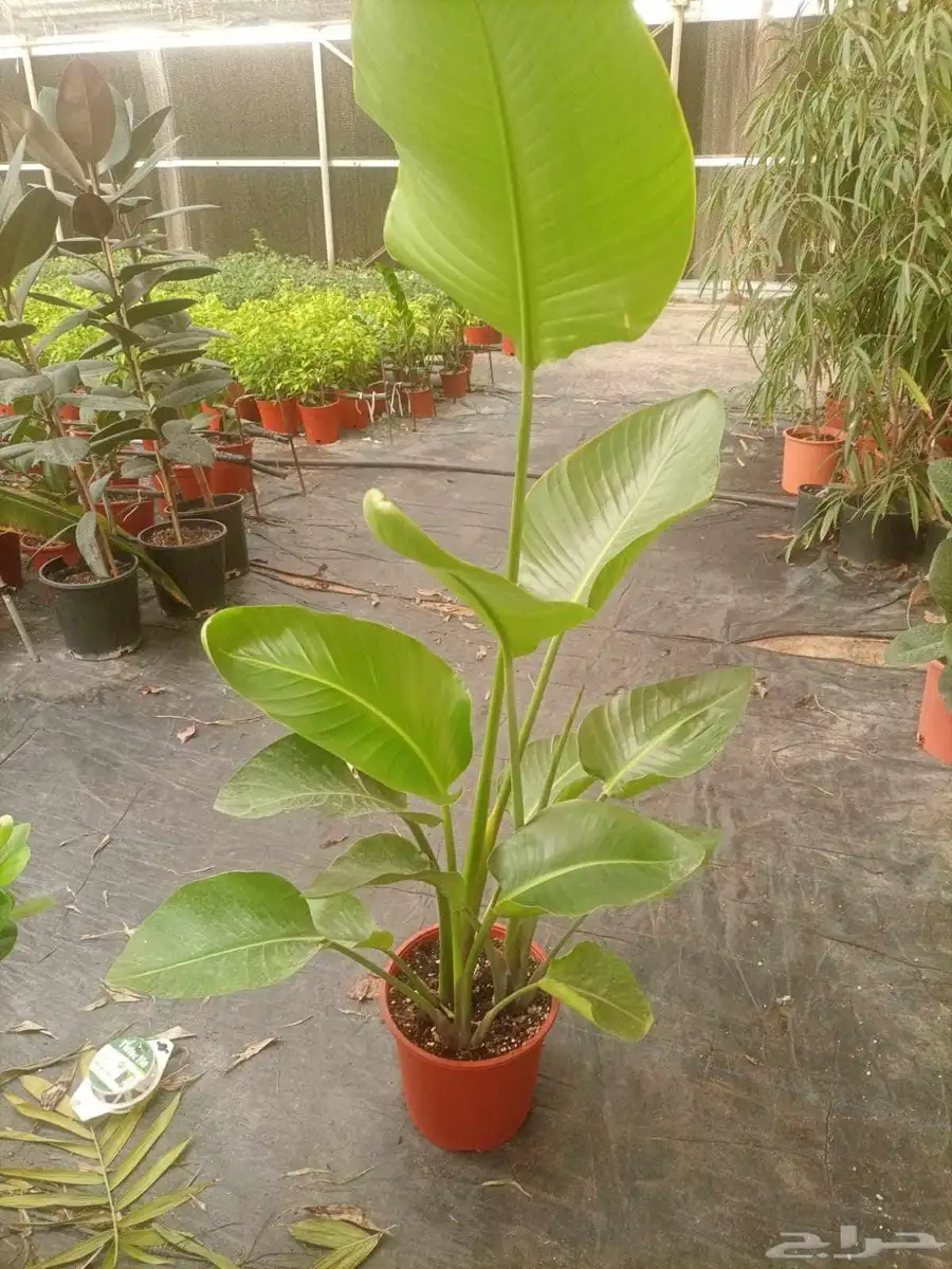 المشتل أشجار طبيعيه وعشب طبيعي 1