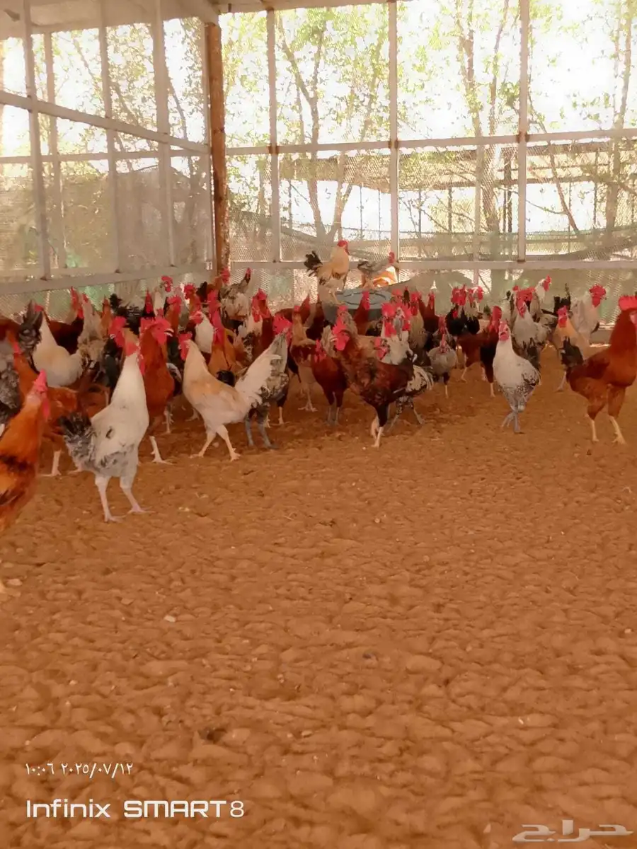 ديوك بلدي للبيع بسعر طيب 0