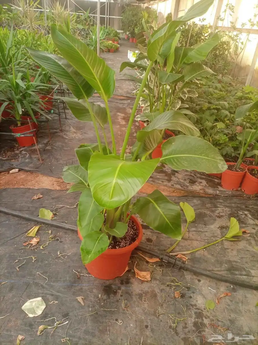المشتل أشجار طبيعيه وعشب طبيعي 0