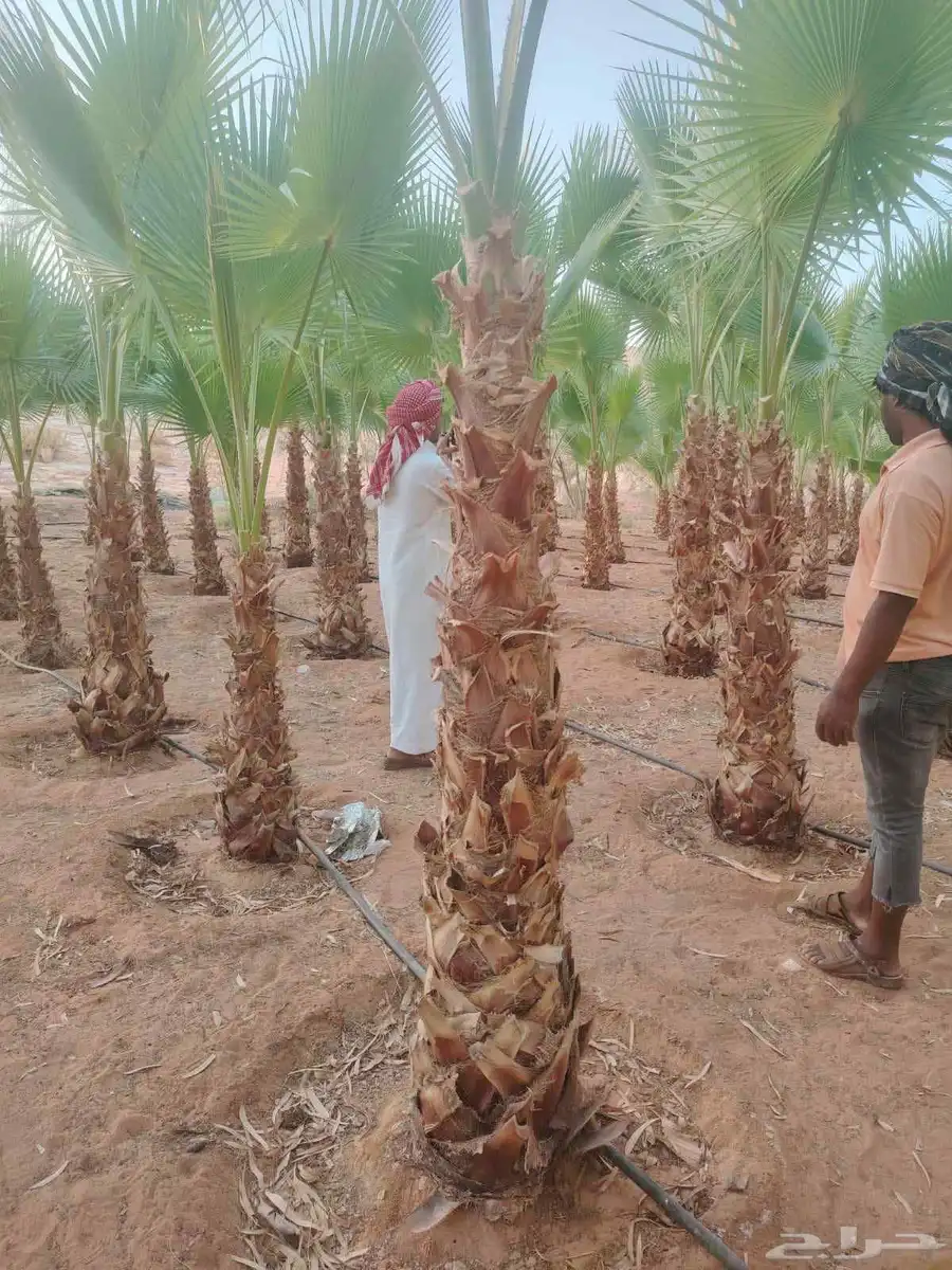 يوجد لدينا جميع انواع النخيل المثمرة وزينه اتواصل جوال 05065 6