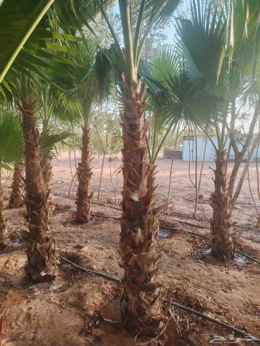 يوجد لدينا جميع انواع النخيل المثمرة وزينه اتواصل جوال 05065 8