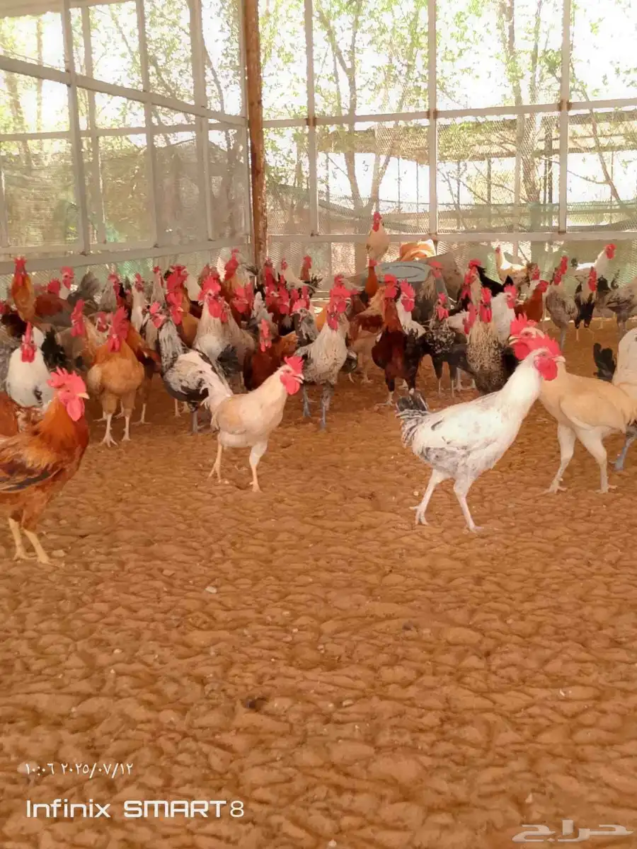 ديوك بلدي للبيع بسعر طيب 1