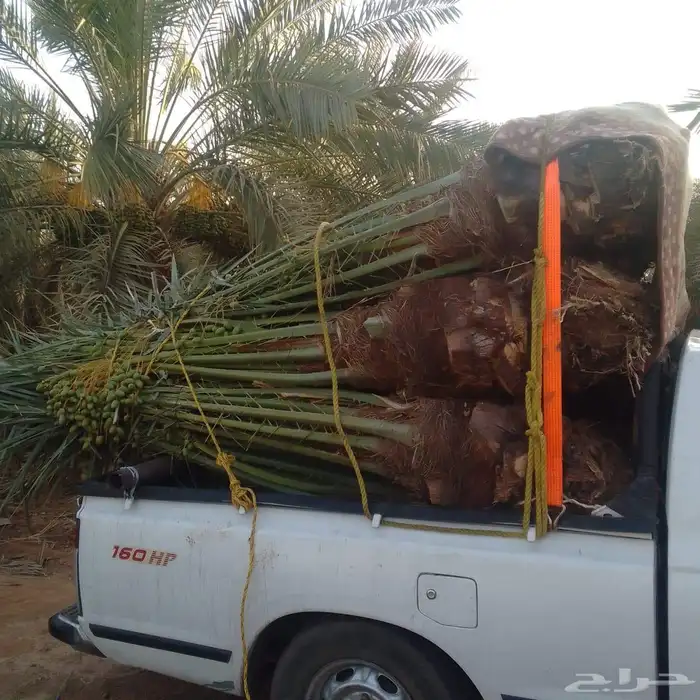 نخيل البيع طالع الخرمه الدغميه الغريف تربه قيا الطايف عشيرة 1