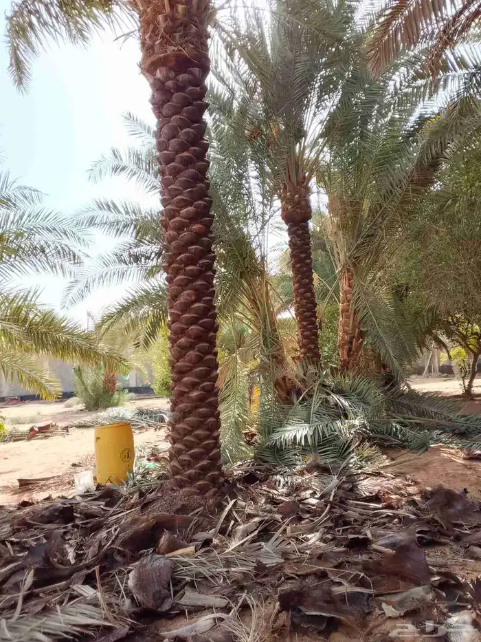 نخل عربي خمسه متر طوال 4