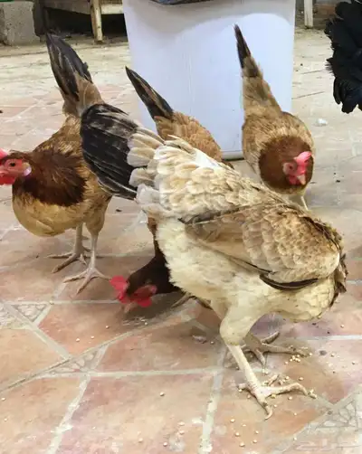 صوص دجاج عربي فاخر 16