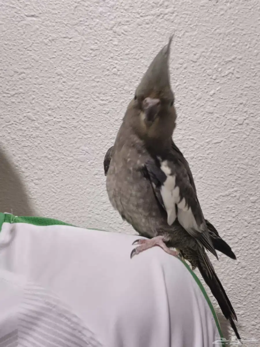 ببغاء 2