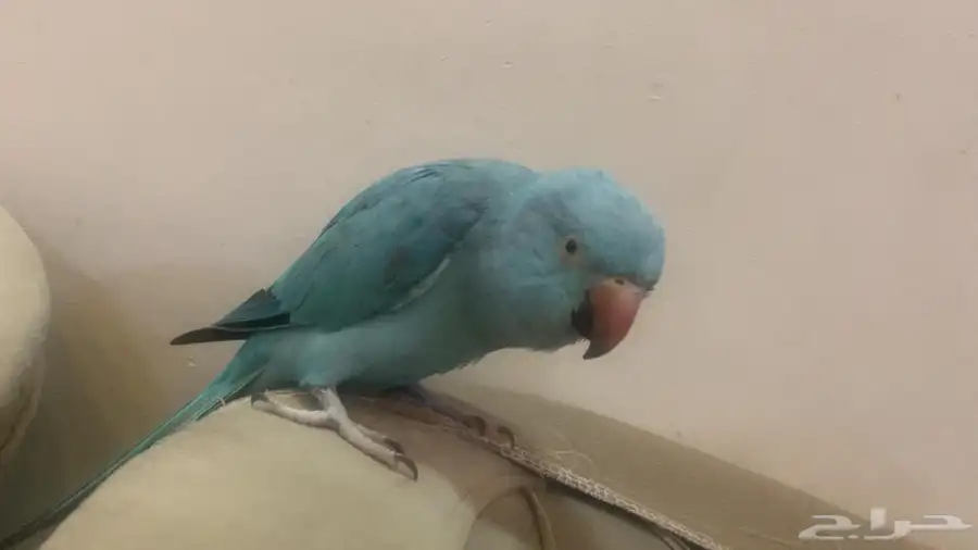 دره أليف 0