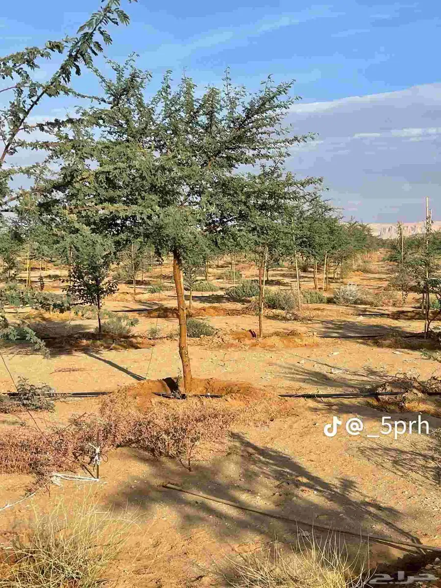 عندنا جميع انواع نخل عربي وشنطني وشتلات متوجدين ابها نجران 3
