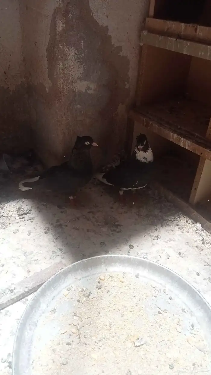 للبيع زوج قطيفي مذيل ومعقد ومنتج 1