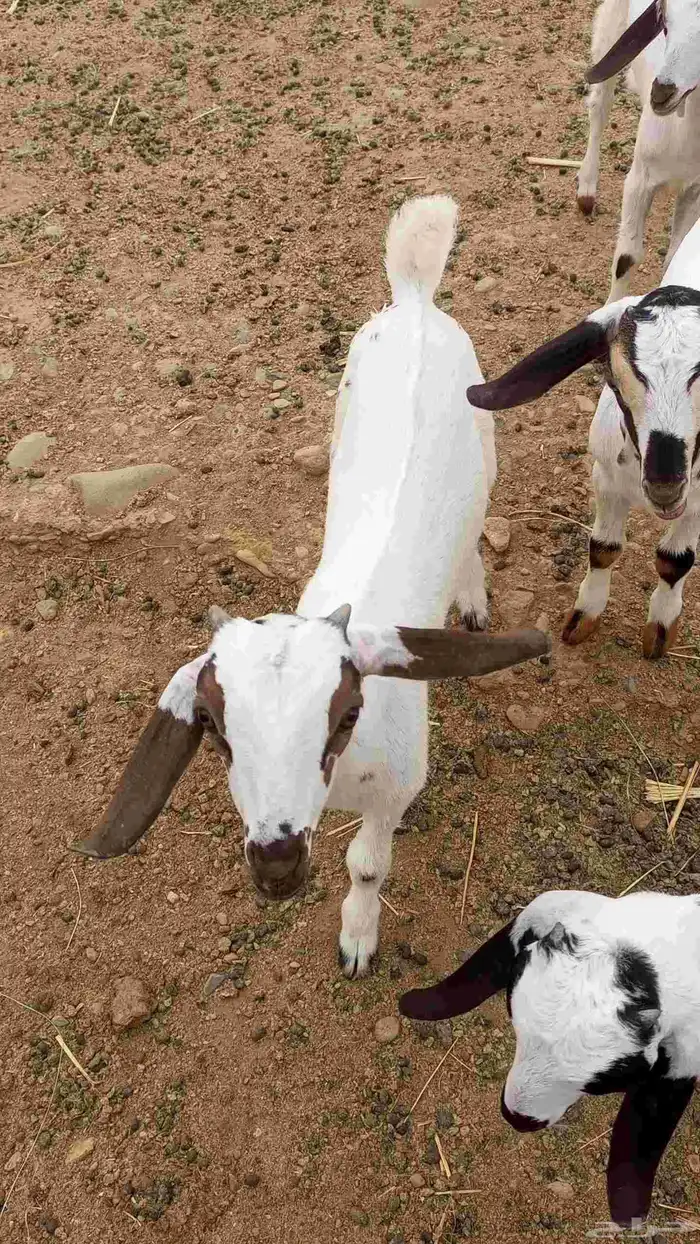 تيس وجديه 3