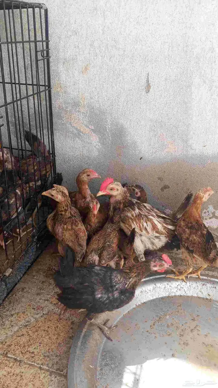 صيصان بلدي العمر شهرين 1