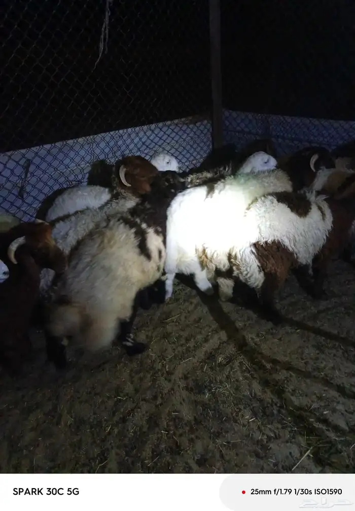 تابي تمار ذبائح نعيمي وحريات وتيوس 0