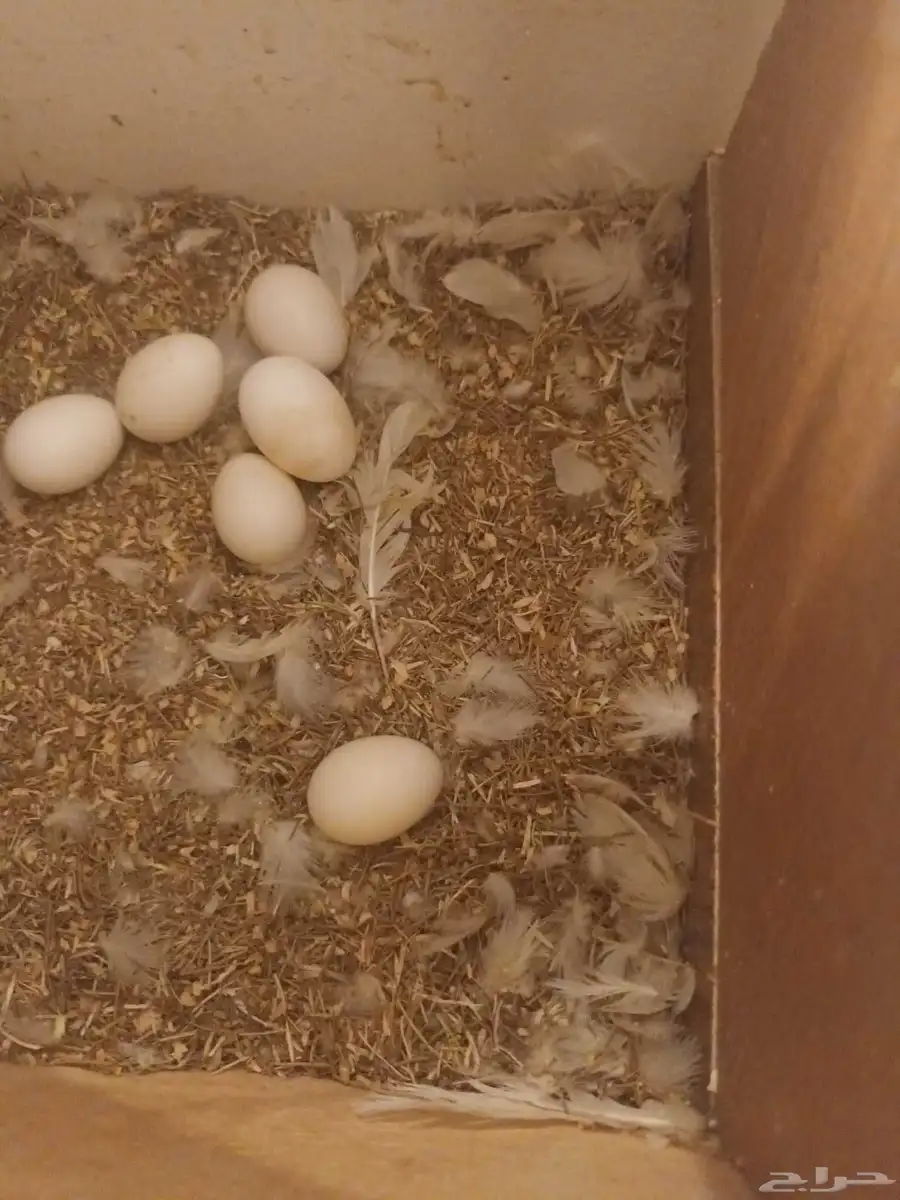 ببغاء روز ابيض البينوا 0
