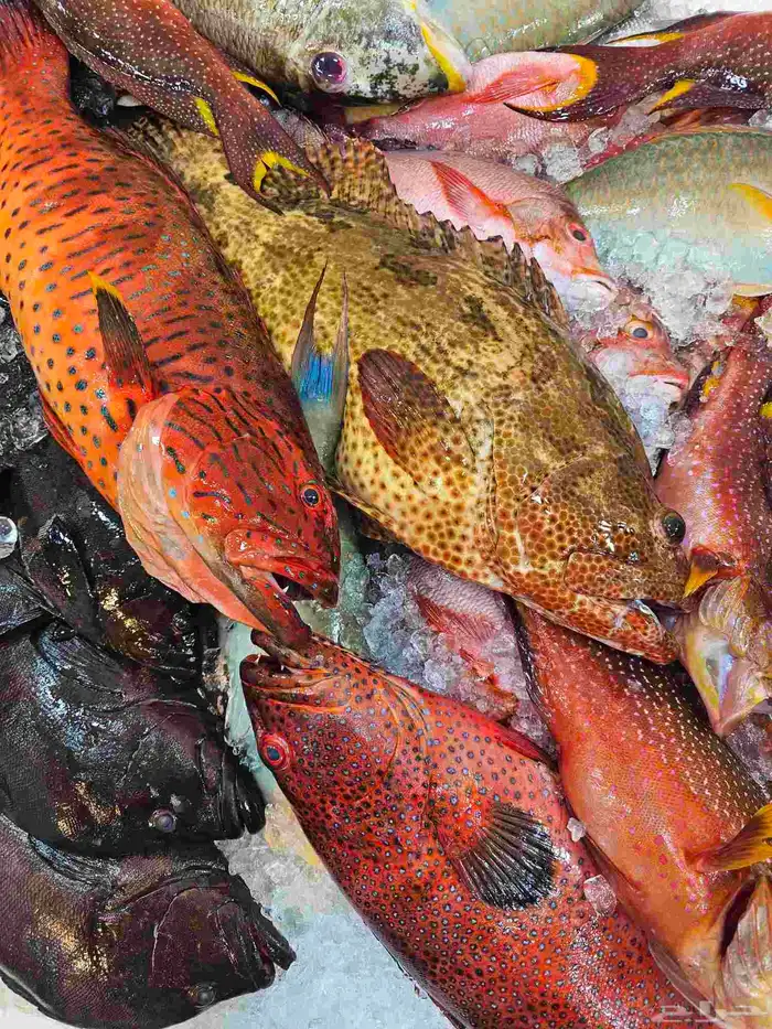 ناجل طازجه يومي اسماك فاخره 8