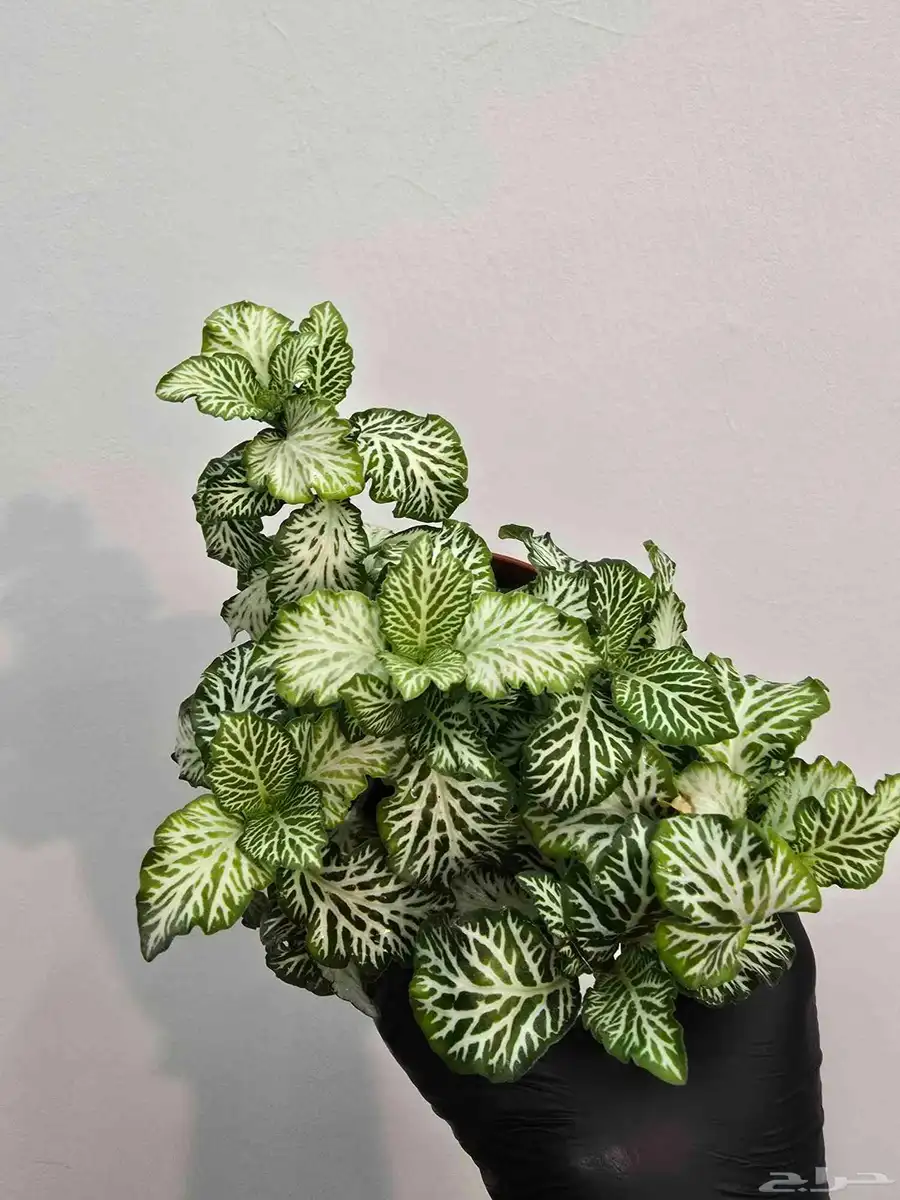 نباتات متنو عة منزلية 3