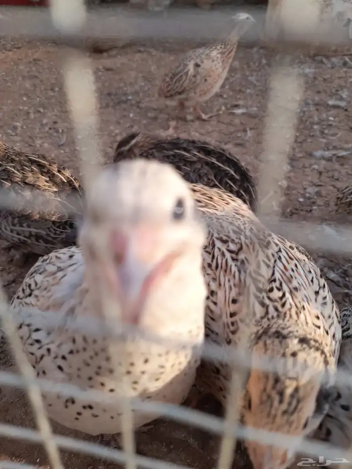 سمان لاحم شحم شرط 1