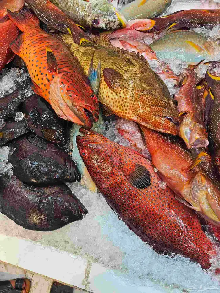 ناجل طازجه يومي اسماك فاخره 9