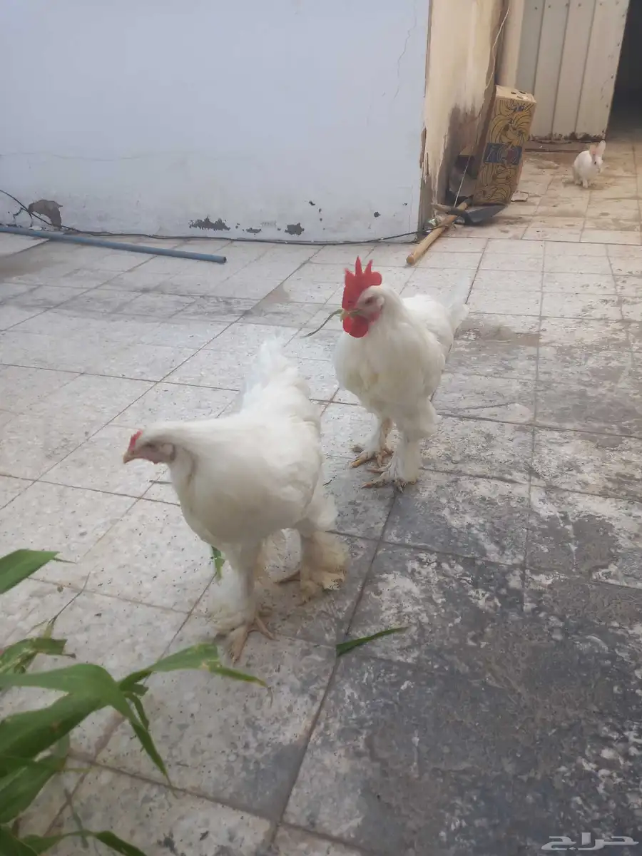 دجاج براهما بحال جيده على السوم 1