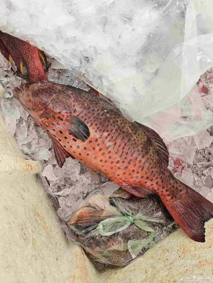 ناجل طازجه يومي اسماك فاخره 6