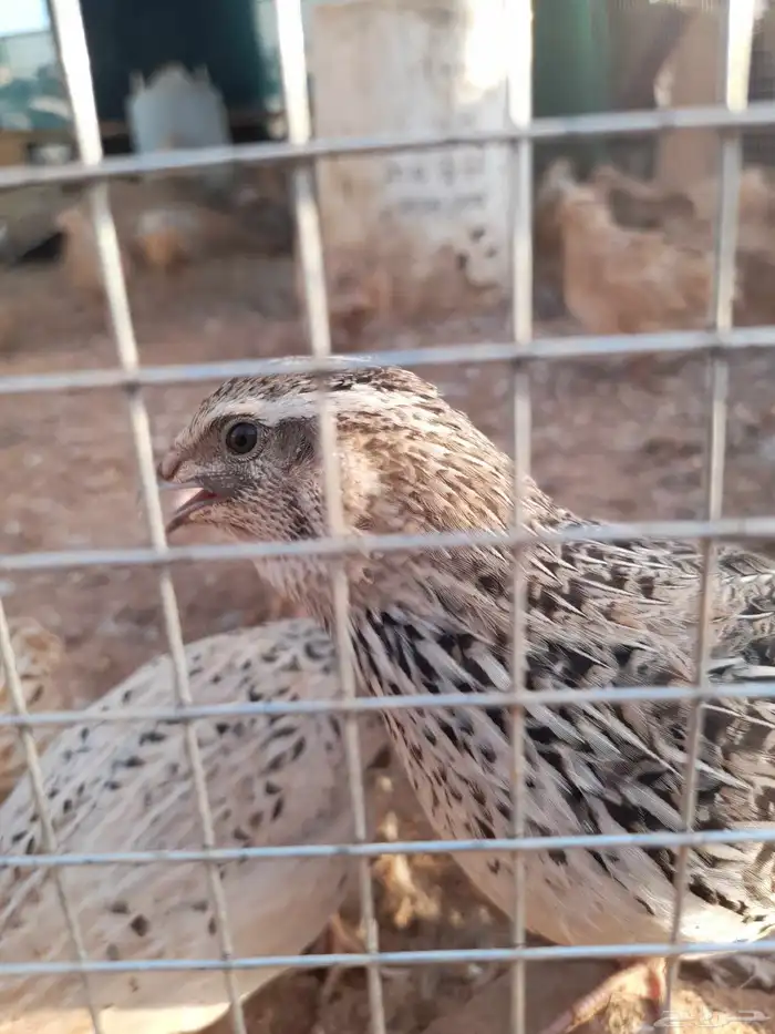 سمان لاحم شحم شرط 2