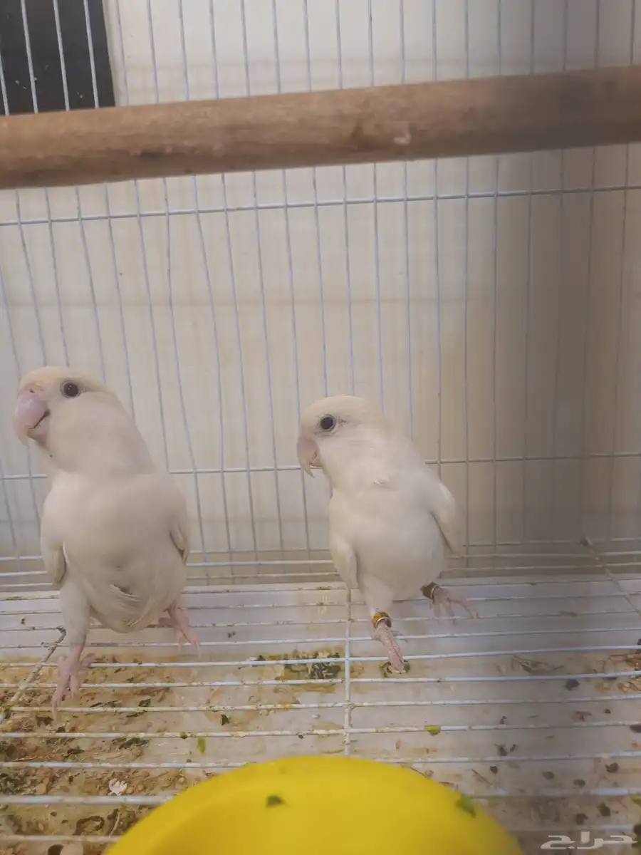 ببغاء روز ابيض البينوا 2